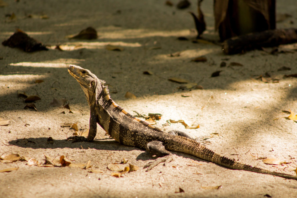 Manuel Antonio Costa Rica