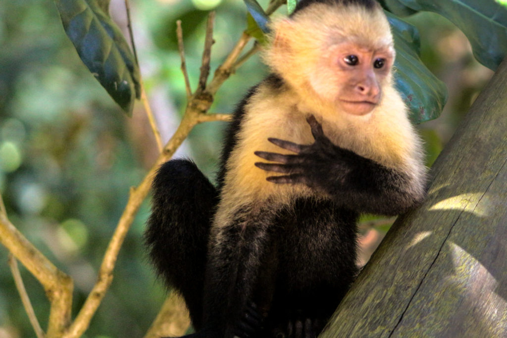 Manuel Antonio Costa Rica