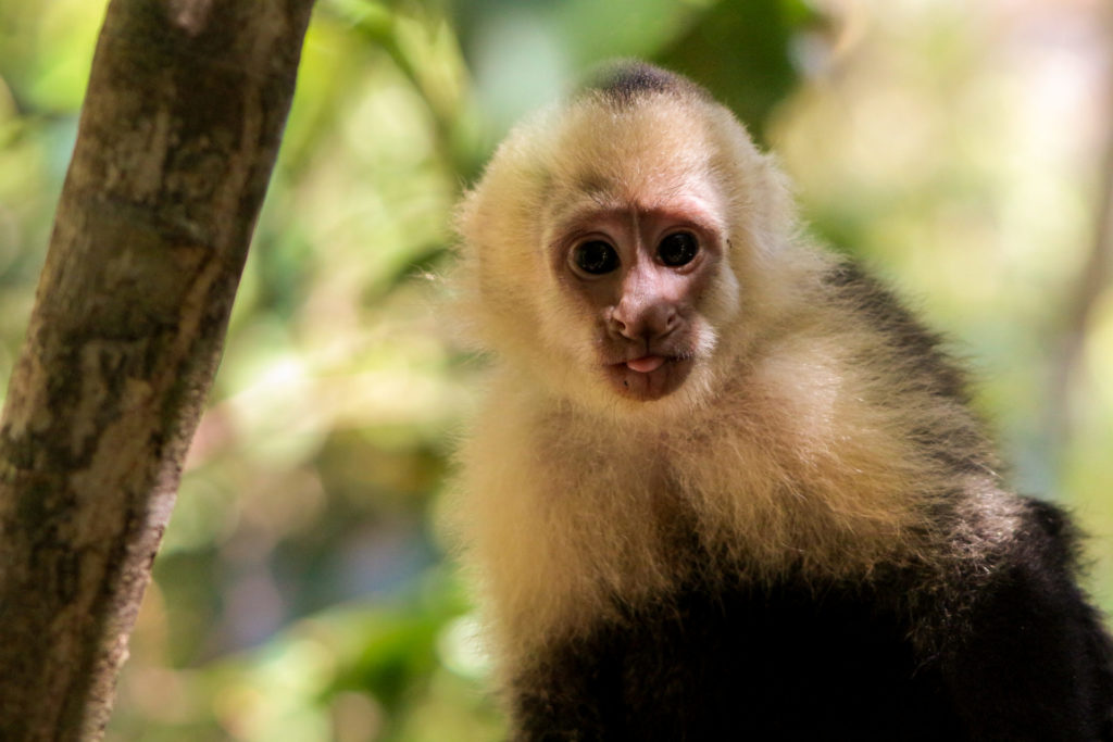 Manuel Antonio Costa Rica