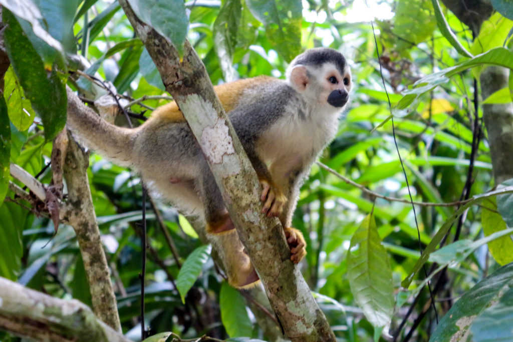 Manuel Antonio Costa Rica